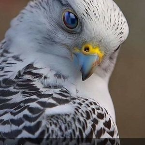 Meet your Posher, Irma